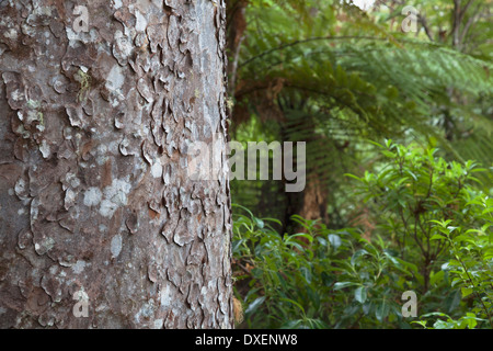 Détail de tronc d'arbre sur Kauri Kauri Park Trail 309, péninsule de Coromandel, île du Nord, Nouvelle-Zélande Banque D'Images