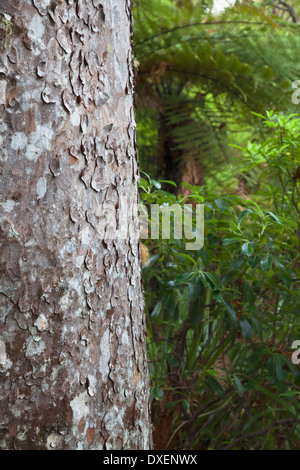 Détail de tronc d'arbre sur Kauri Kauri Park Trail 309, péninsule de Coromandel, île du Nord, Nouvelle-Zélande Banque D'Images