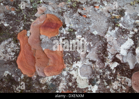 Détail de tronc d'arbre sur Kauri Kauri Park Trail 309, péninsule de Coromandel, île du Nord, Nouvelle-Zélande Banque D'Images