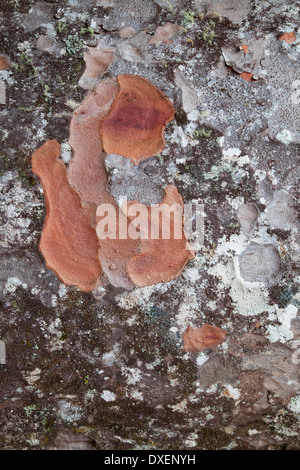 Détail de tronc d'arbre sur Kauri Kauri Park Trail 309, péninsule de Coromandel, île du Nord, Nouvelle-Zélande Banque D'Images