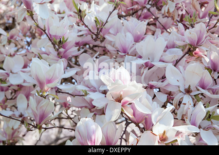 Magnolia Arbre à feuilles caduques avec soucoupe en forme de tulipes en pleine floraison au printemps Banque D'Images