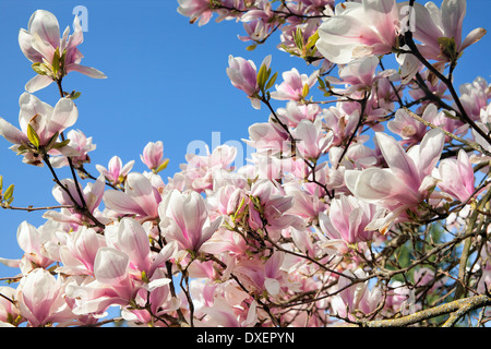 Magnolia Arbre à feuilles caduques avec soucoupe en forme de tulipes en pleine floraison au printemps contre Ciel Bleu clair Banque D'Images