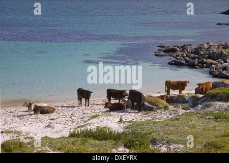 Le bétail sur la rive,Vatersay,Outer Hebrides Banque D'Images