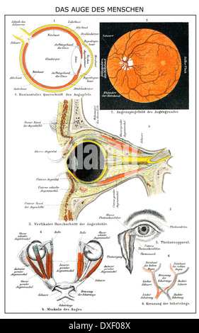 Illustration anatomique historique, 19e siècle, l'oeil humain Banque D'Images