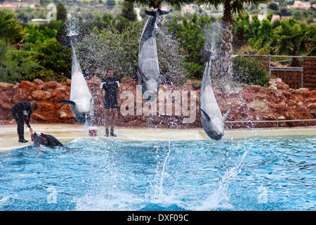 Dauphins sautant en formation dans un aquarium Banque D'Images