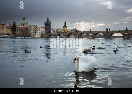 Les cygnes et les goélands sur la Vltava avec au-delà du pont Charles, Prague, République Tchèque Banque D'Images