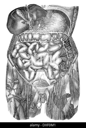 Les droits de l'intestin, illustration historique, 19e siècle Banque D'Images