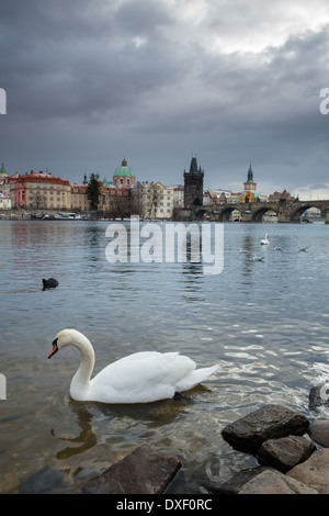 Un cygne sur la Rivière Vltava avec le Pont Charles, au-delà de Prague, République Tchèque Banque D'Images