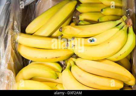 Fort de bananes du commerce équitable, Banque D'Images
