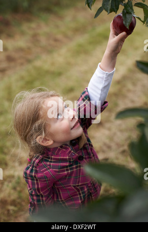 Girl picking apples in Orchard, Milton, Ontario, Canada Banque D'Images