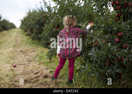 Girl picking apples in Orchard, Milton, Ontario, Canada Banque D'Images