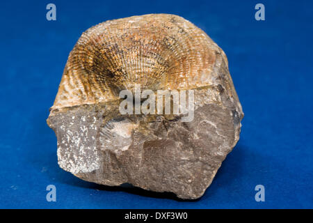 Brachiopodes fossiles (shell) dans une matrice calcaire carbonifère.Le nord du Pays de Galles Banque D'Images