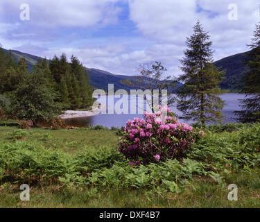 Dans Dhughaill Loch Loch Carron, Wester Ross, N/W Highlands Banque D'Images
