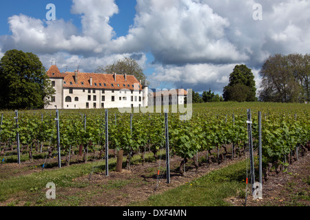 Vignes près de Chateau Allaman dans la région de production de vin de la côte de la Suisse. Banque D'Images