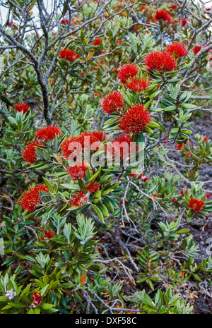 Del Rio en fleurs sur l'île volcanique de Rangitoto Island au nord du golfe d'Hauraki Nouvelle-zélande Banque D'Images