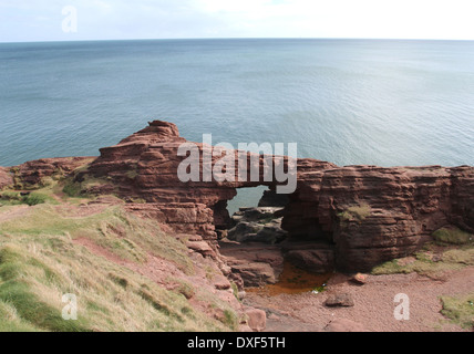 Aiguille de e'e rock arch dans le grès rouge des falaises seaton angus scotland mars 2014 Banque D'Images