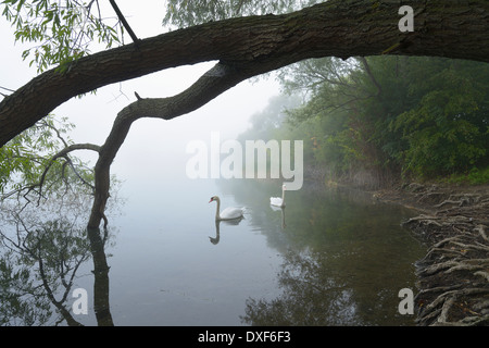 Le Cygne tuberculé (Cygnus olor) sur le lac dans le brouillard matinal, Hesse, Allemagne Banque D'Images