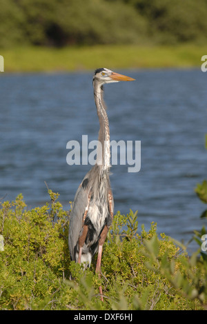 Grand héron (Ardea herodias), dans une lagune de Gran Roque Banque D'Images