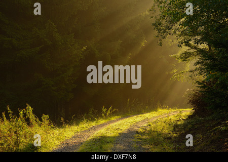 Chemin avec rayons en hêtre européen (Fagus sylvatica) Forest, Spessart, Bavaria, Germany Banque D'Images