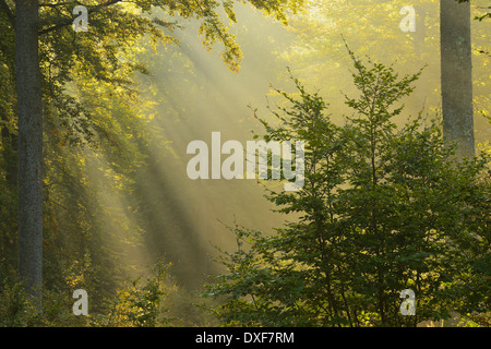 Rayons en hêtre européen (Fagus sylvatica) Forest in autumn, Spessart, Bavaria, Germany Banque D'Images