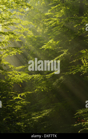 Rayons en hêtre européen (Fagus sylvatica) Forest, Spessart, Bavaria, Germany Banque D'Images