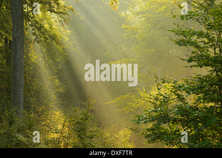 Rayons en hêtre européen (Fagus sylvatica) Forest in autumn, Spessart, Bavaria, Germany Banque D'Images