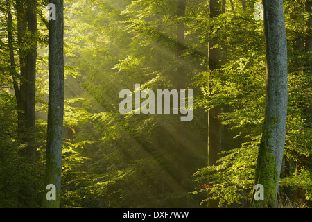 Rayons en hêtre européen (Fagus sylvatica) Forest, Spessart, Bavaria, Germany Banque D'Images