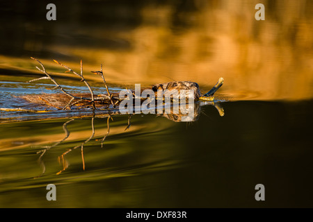 Nage d'un castor avec une branche vers son lodge sur le lac rose sauvage à Bragg Creek, en Alberta, Canada. Banque D'Images