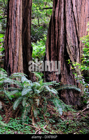 Coast Redwoods, Muir Woods National Park, California, USA / (Sequoia sempervirens) Banque D'Images