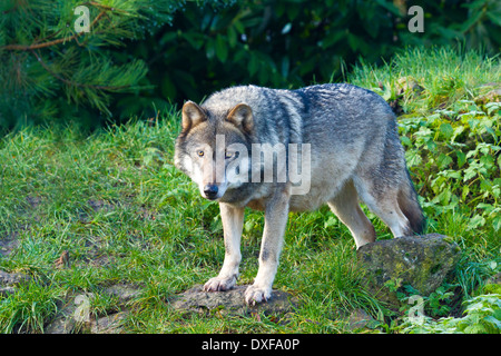 Le bois canadien le loup, loup toundra de l'Alaska ou de la vallée du Mackenzie wolf (Canis lupus occidentalis) Comité permanent Banque D'Images