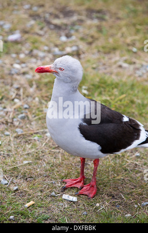 Un dauphin, Gull Leucophaeus scoresbii, à Ushuaia, Tierra del Fuego, Argentine. Banque D'Images