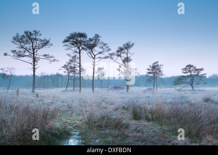 Frosty matin brumeux sur marsh, Drenthe, Pays-Bas Banque D'Images