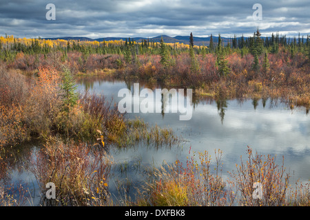 Couleurs d'automne dans la forêt boréale sur la piste de l'argent près de Mayo, au Yukon, Canada Banque D'Images