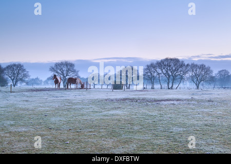 Chevaux en pâturage pendant le lever du soleil glacial misty, Pays-Bas Banque D'Images