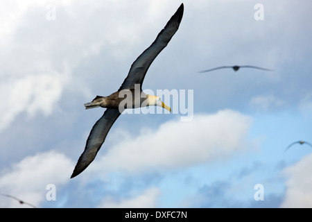 Albatros des Galapagos en vol (Diomedea irrorata) sur l'île de Espanola dans les îles Galapagos, en Équateur. Banque D'Images