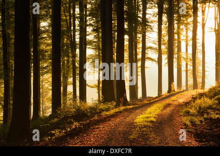 Route à travers des forêts de hêtres au lever du soleil, Spessart, Bavaria, Germany, Europe Banque D'Images