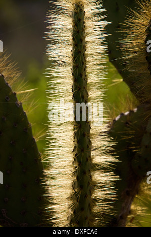 Cactus (Opuntia spp.) sur l'île de Santiago dans les îles Galapagos, en Équateur. Banque D'Images