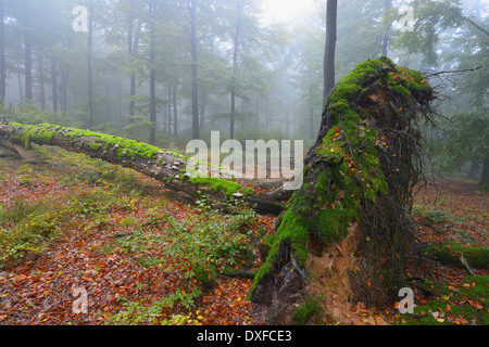 Vieux tronc d'arbre Moussu en forêt de hêtres (Fagus sylvatica), Spessart, Bavaria, Germany, Europe Banque D'Images