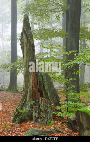 Vieux Tronc en forêt de hêtres (Fagus sylvatica), Spessart, Bavaria, Germany, Europe Banque D'Images