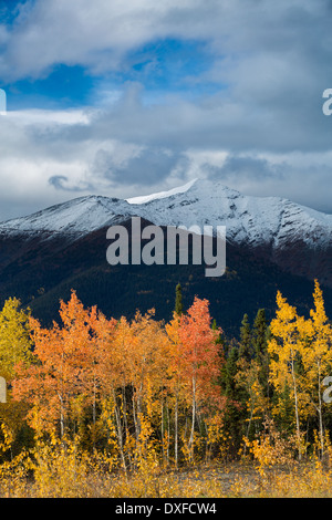 Couleurs d'automne de la forêt boréale dans la rivière Stewart Valley, Territoire du Yukon, Canada Banque D'Images