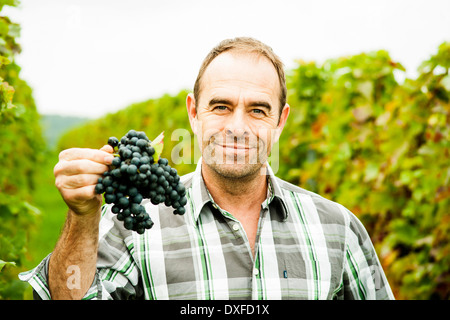 Portrait de vigneron dans la région de vineyard, holding paquet de raisins, smiling and looking at camera, Rhénanie-Palatinat, Allemagne Banque D'Images