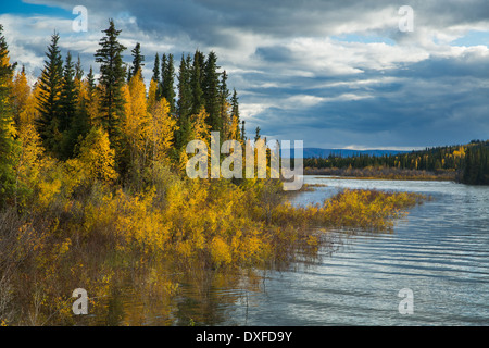 Couleurs d'automne de la forêt boréale dans la rivière Stewart Valley, Territoire du Yukon, Canada Banque D'Images