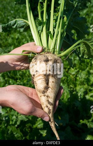 Close-up of man's hands holding betterave en champ, récolte de betteraves, Allemagne Banque D'Images