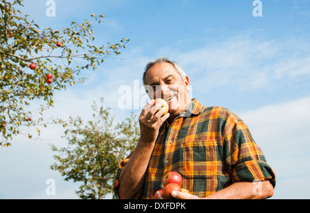 Portrait of farmer holding apples in orchard, Allemagne Banque D'Images