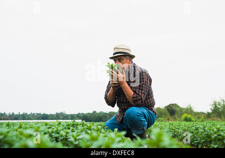 Farmer in field, holding et sentir les feuilles de récolte, Allemagne Banque D'Images