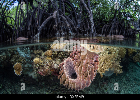 De plus en plus d'une éponge baril dans les Mangroves, Xestospongia testudinaria, Raja Ampat, Papouasie occidentale, en Indonésie Banque D'Images