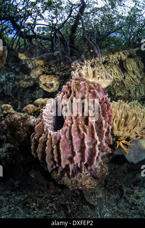 De plus en plus d'une éponge baril dans les Mangroves, Xestospongia testudinaria, Raja Ampat, Papouasie occidentale, en Indonésie Banque D'Images