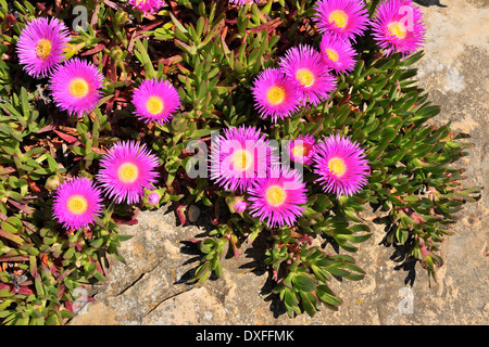 Hottentots Carpobrotus edulis (Fig) au printemps, Cascais, Lisboa, Portugal Banque D'Images