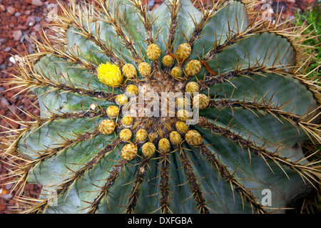 Close-up of a flowering cactus dans le jardin botanique d'El Huerto del Cura de Elche près de Alacante en Espagne. Banque D'Images