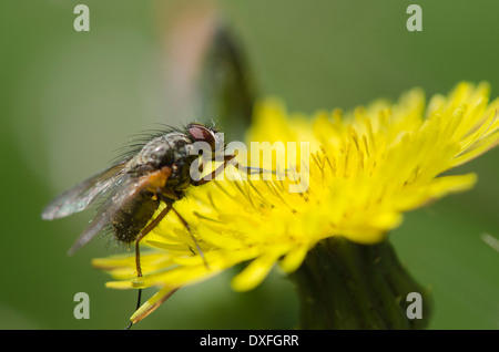 Un peu voler sur une fleur de pissenlit dans une prairie de Cumbrie ensoleillée. Tourné comme un profil dans le soleil Banque D'Images